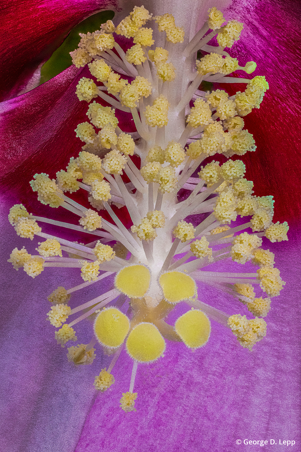 Détail en gros plan d'une fleur d'hibiscus